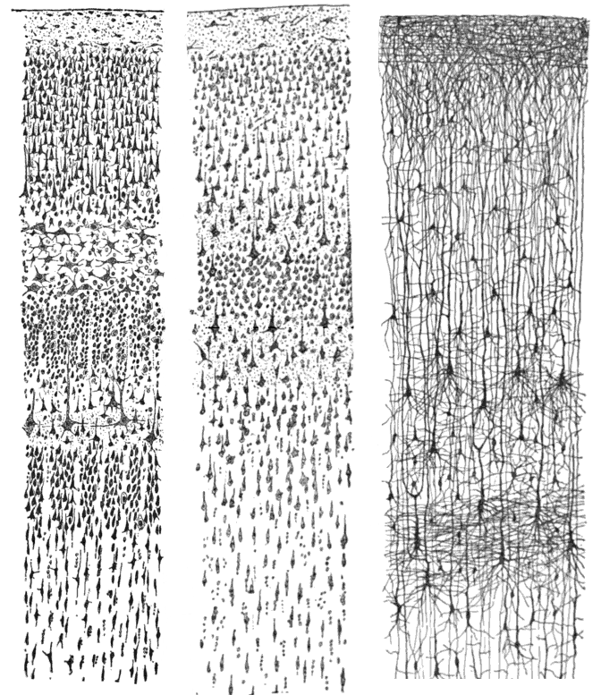 Drawings of the cerebral cortex by Santiago Ramón y Cajal, c. 1900 — ink drawings of cortical neurons at cellular resolution, the cognitive variables at their structural foundation.