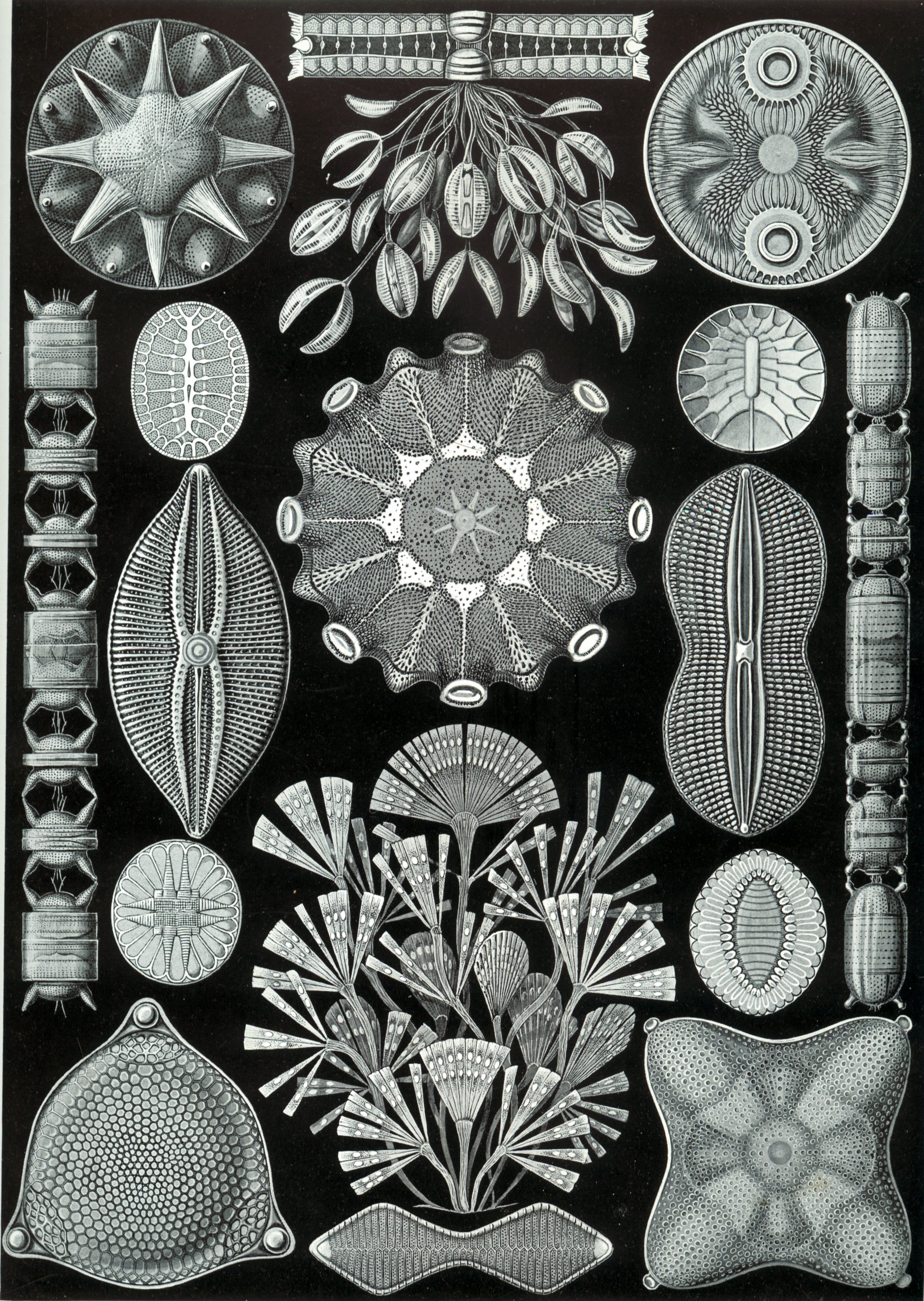 Diatoms from Ernst Haeckel's Kunstformen der Natur (1904) — radial symmetry, crystalline structure, many forms cohering.