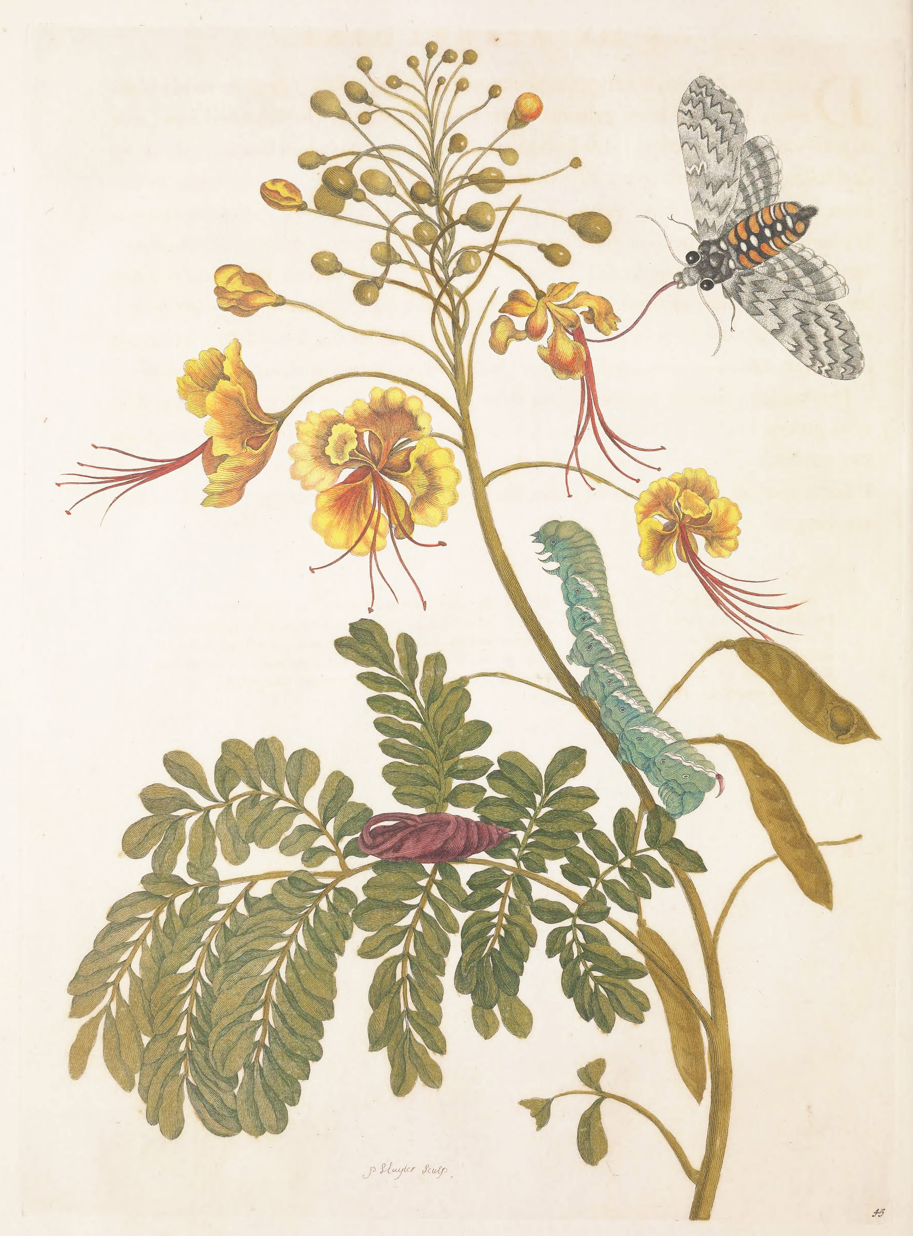 Plate from Maria Sibylla Merian's Metamorphosis Insectorum Surinamensium (1705) &mdash; insects mid-transformation.