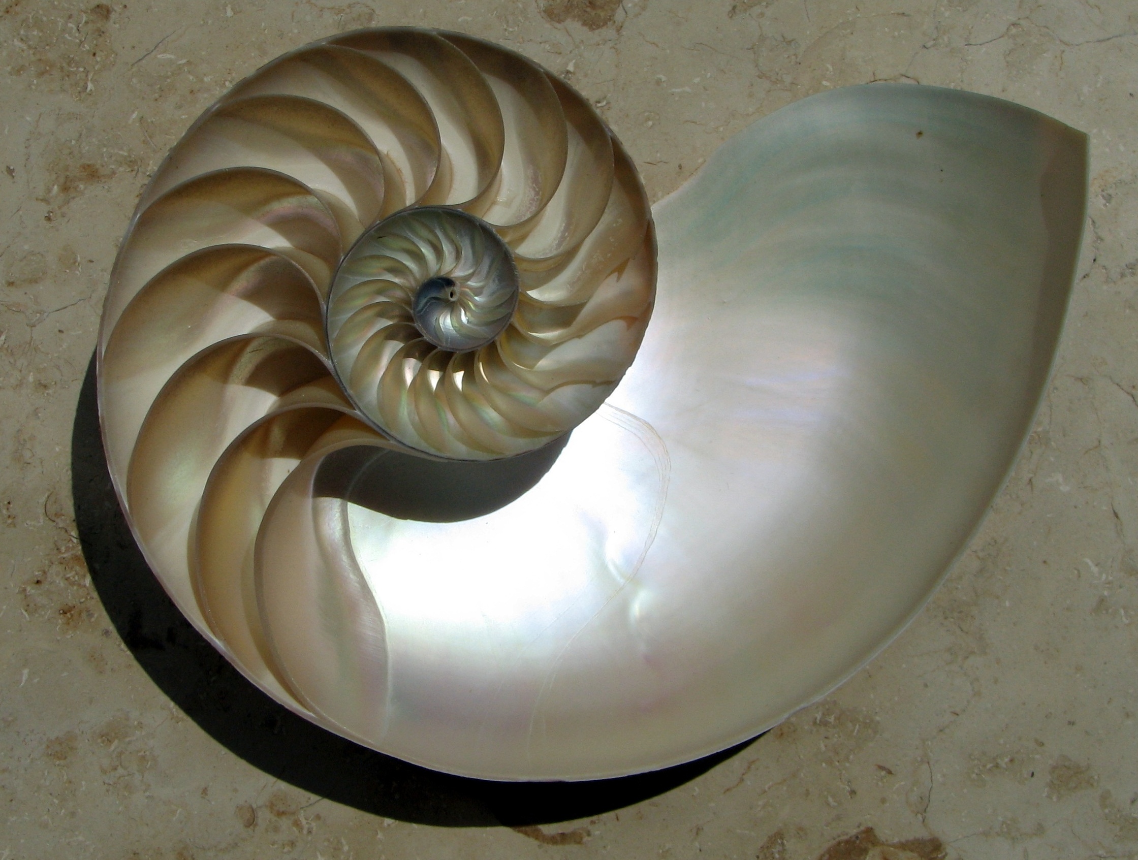 Cross-section of a chambered nautilus showing the logarithmic spiral — each chamber larger than the last by a constant ratio, the structure encoding its own history. Photograph by Chris 73, CC BY-SA 3.0.