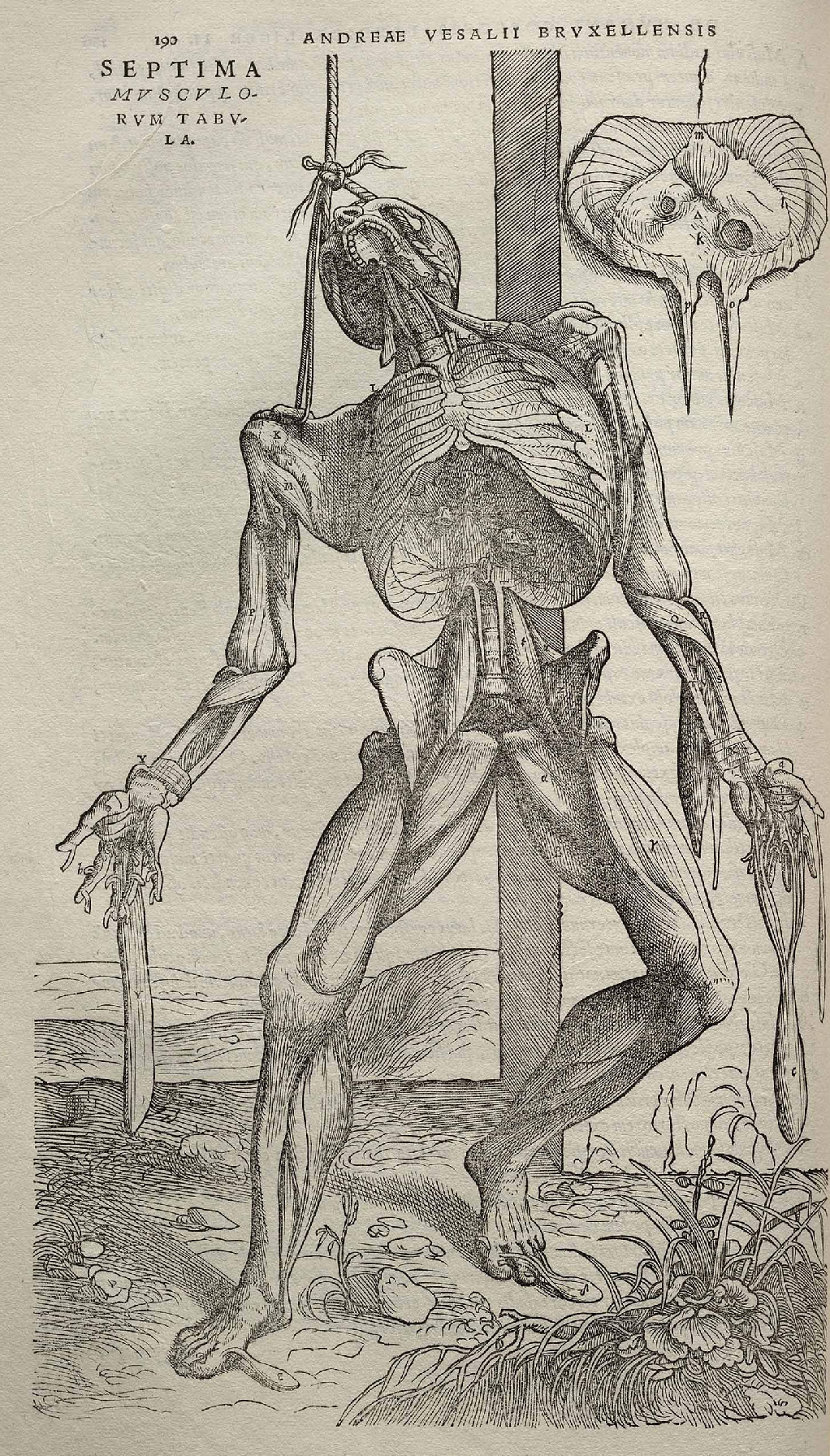 An anatomical plate from Vesalius (1543) — skeleton in allegorical pose, identity infrastructure made visible.